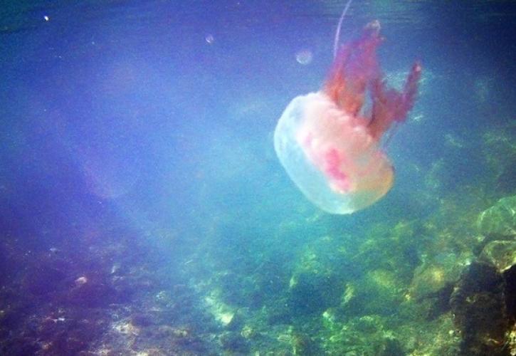 Σε ποιες περιοχές παρατηρείται έξαρση των μωβ μεδουσών φέτος