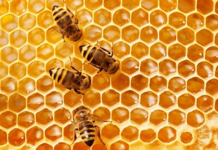 Αυξημένη παραγωγή μελιού περιμένουν τη φετινή χρονιά οι μελισσοκόμοι