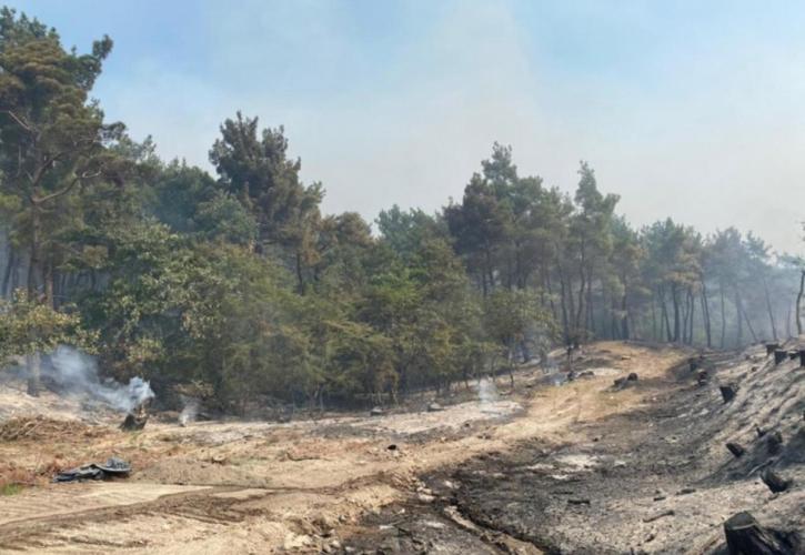 Δαδιά: Οριοθετημένη η πυρκαγιά στο Εθνικό Πάρκο - Παραμένουν ισχυρές δυνάμεις