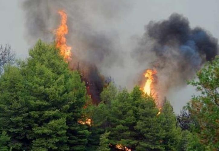 Λαμία: Φωτιά σε αγροτοδασική περιοχή στο Λογγίτσι Στυλίδας