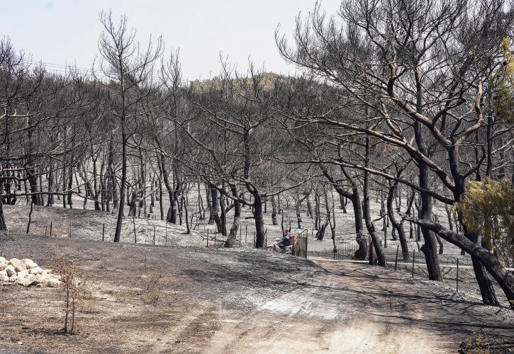 Πυρκαγιές στην Ευρώπη: Κάηκαν 6,6 εκατ. στρέμματα - Έκταση ίση με το 50% της Βόρειας Ιρλανδίας