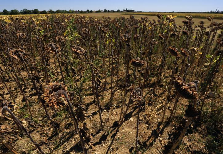 Κλιματική αλλαγή: Η βόρεια Ευρώπη πλήττεται από πρωτοφανή ξηρασία