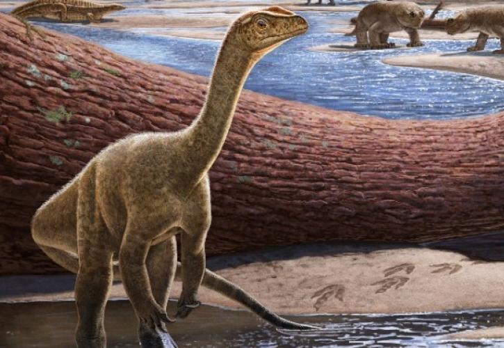 Ανακαλύφθηκε ο Mbiresaurus, ο αρχαιότερος δεινόσαυρος της Αφρικής