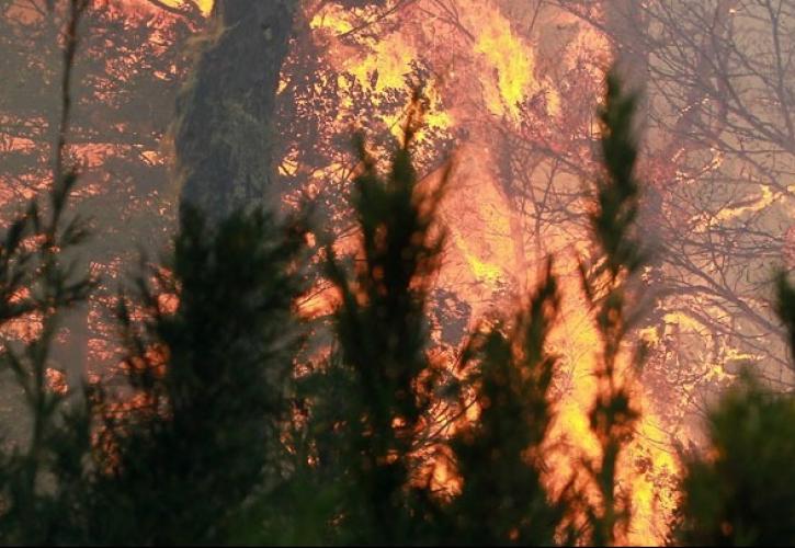 Meteo: Σταδιακή εξασθένηση των ανέμων στα μέτωπα της φωτιάς
