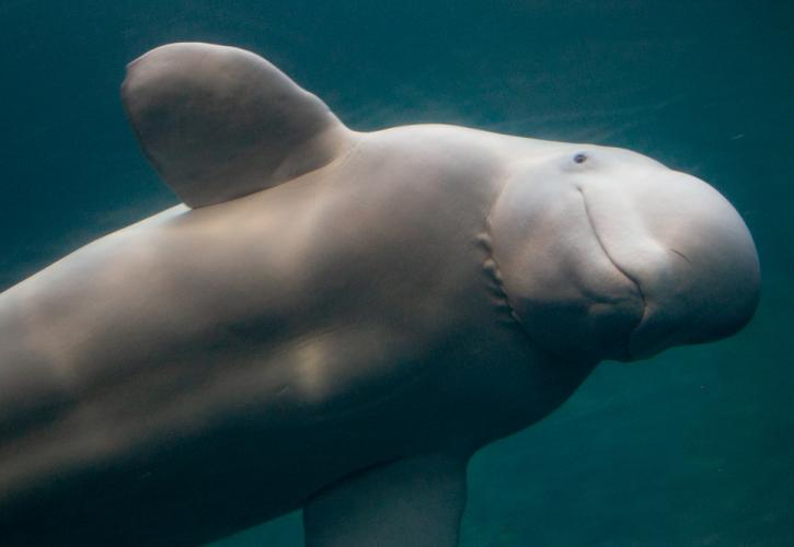 Έβγαλαν από τα νερά του Σηκουάνα την παγιδευμένη φάλαινα Μπελούγκα
