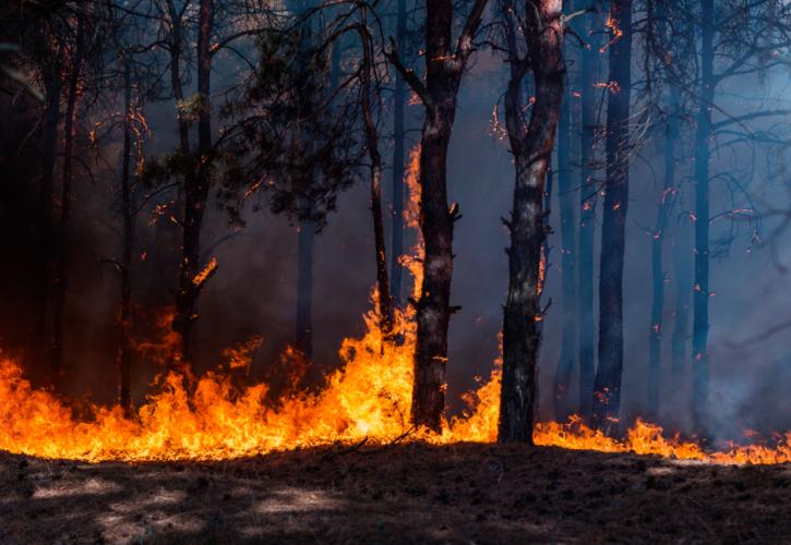 Αλγερία: Τουλάχιστον 26 νεκροί από τις δασικές πυρκαγιές