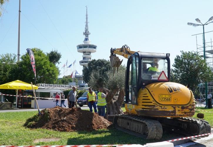 Η ΕΡΓΟΣΕ μεταφύτευσε υπεραιωνόβια ελιά στην «καρδιά» της ΔΕΘ