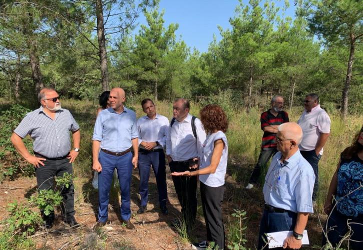 Αμυράς: Αναδάσωση με 42.500 πλατύφυλλα στο Σέιχ Σου