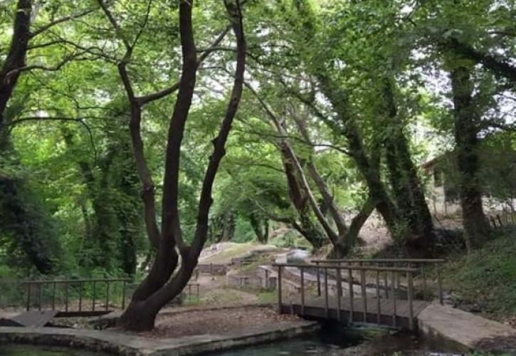 Λαμία: Θανατηφόρα ασθένεια "θερίζει" υπεραιωνόβια πλατάνια