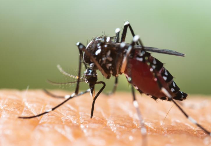 ECDC: Ο κίνδυνος από την εξάπλωση ασθενειών που μεταδίδονται με το τσίμπημα κουνουπιού αυξάνεται στην Ευρώπη