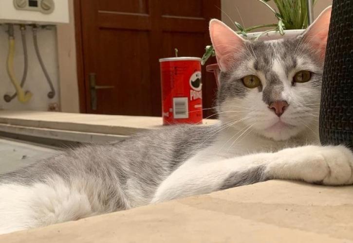 Βολιβία: Η αναζήτηση για τον χαμένο γάτο Τίτο καθηλώνει τη χώρα