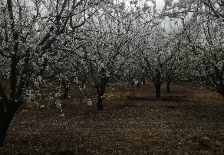 Η νίκη του Μακρόν, Ποιοι έπαιζαν τις κουμπάρες στην Βουλή, Γιατί η ΝΔ δεν άλλαξε την Τσαπαρίκου της ΡΑΣ