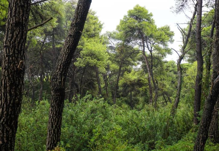 Κομισιόν: «Σπρώχνει» την προσπάθεια να φυτευτούν 3 δισεκατομμύρια δένδρα έως το 2030