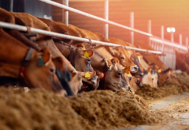 Από αύριο οι αιτήσεις για την ενίσχυση των νεοεισερχόμενων κτηνοτρόφων έτους 2021