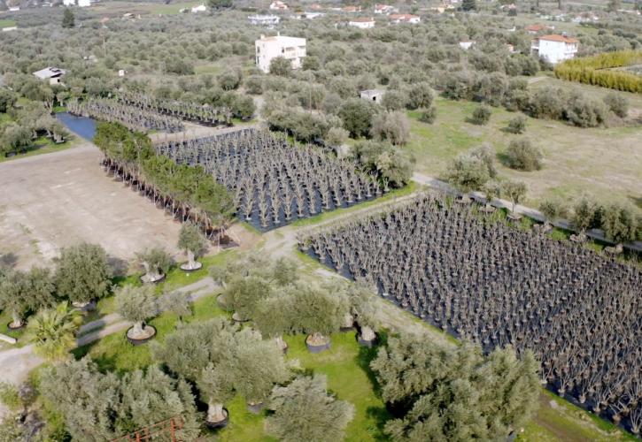Lamda Development: Γιγάντια επιχείρηση μεταφύτευσης 3.000 δέντρων στο Ελληνικό
