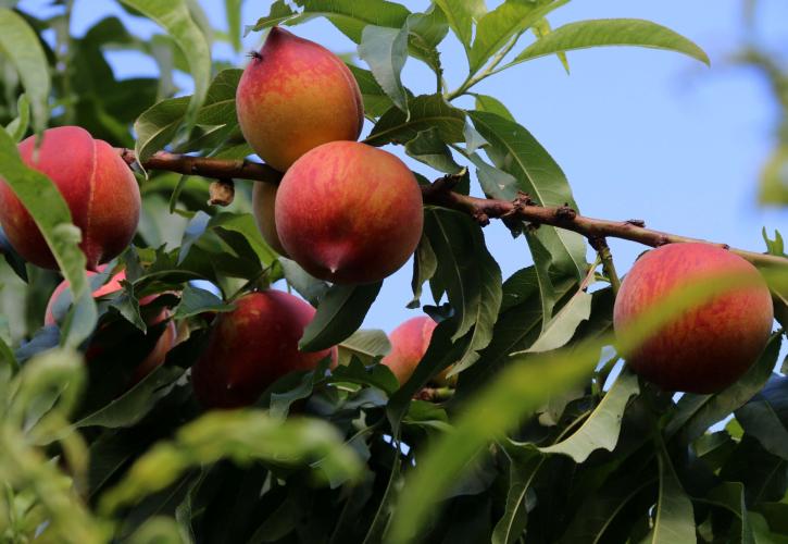Σε ΦΕΚ οι αποφάσεις για ενισχύσεις 28,1 εκατ. ευρώ σε βερίκοκα, νεκταρίνια και ροδάκινα