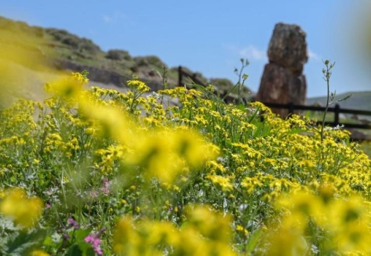 Περισσότερα από 360 είδη φυτών στο Πάρκο Απολιθωμένου Δάσους της Λέσβου