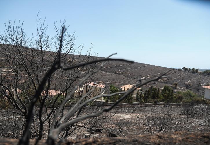 Πεντέλη: Πώς θα γίνει η αποκατάσταση των καμένων δασικών εκτάσεων του 2022
