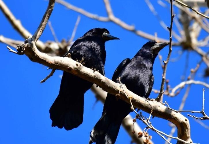 Καρδίτσα: Υπερπληθυσμός κορακοειδών κινητοποίησε την επιστημονική κοινότητα