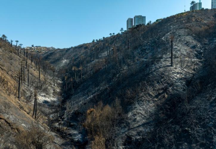 Αναδάσωση με τη βοήθεια σκύλων: Ένα παράδειγμα από τη Χιλή για ελπίδα στην καμένη γη