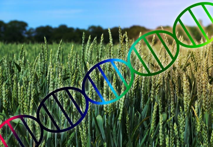 Η ΕΕ σχεδιάζει να χαλαρώσει τους περιορισμούς στους γενετικά τροποποιημένους οργανισμούς (ΓΤΟ);