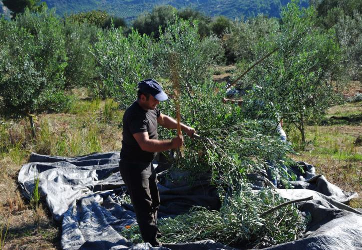 Νέοι Αγρότες: Τι απαιτεί η προκήρυξη ενός νέου προγράμματος; Εύκολη η συμμετοχή παλαιών επιλαχόντων;