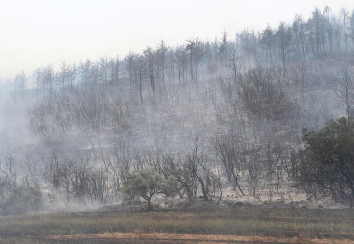 Έβρος: Ενεργοποιήθηκε το πλαίσιο κρατικής στήριξης - Τα 13 μέτρα για τις πυρόπληκτες περιοχές