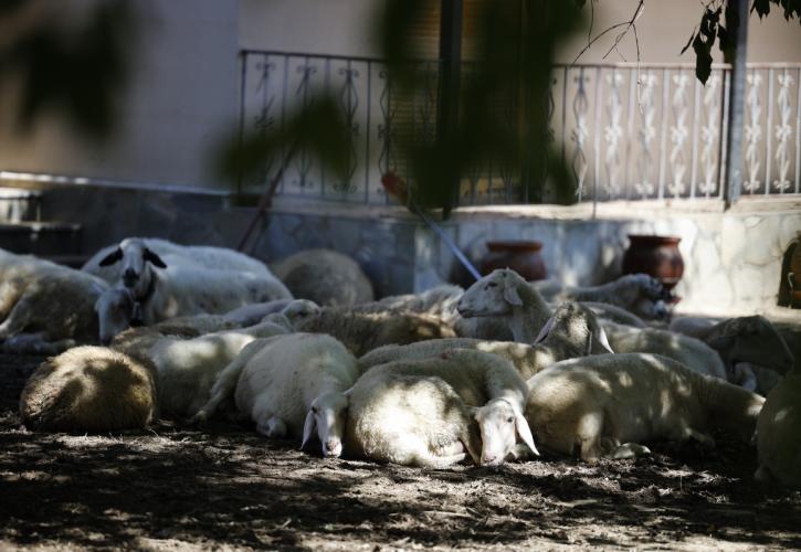 ΥΠΑΑΤ: Δύσκολη η συλλογή των νεκρών ζώων - Πάνω από το 50% χωρίς διαχείριση