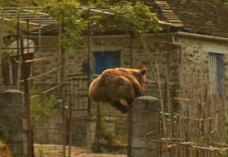 Σας ενοχλούν κι εσάς τα κουνούπια φέτος; Κάποιοι άλλοι υποφέρουν... από τις αρκούδες