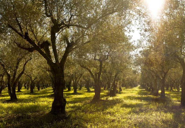 Costa Navarino: Συμμετοχή στην προσπάθεια εξάλειψης των δασικών πυρκαγιών μέσω του XPRIZE Wildfire