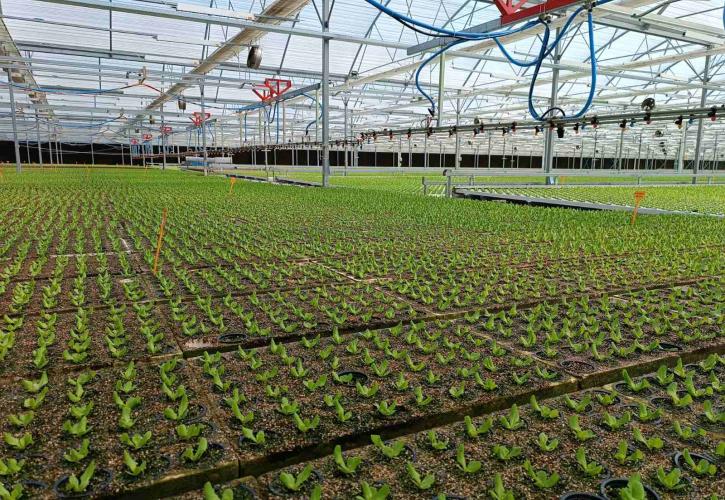 Μαγικός Κήπος: Το υδροπονικό θερμοκήπιο στη Βοιωτία που «καλλιεργεί» καινοτομία – Οι επενδύσεις των 10 εκατ. ευρώ και τα σχέδια ανάπτυξης