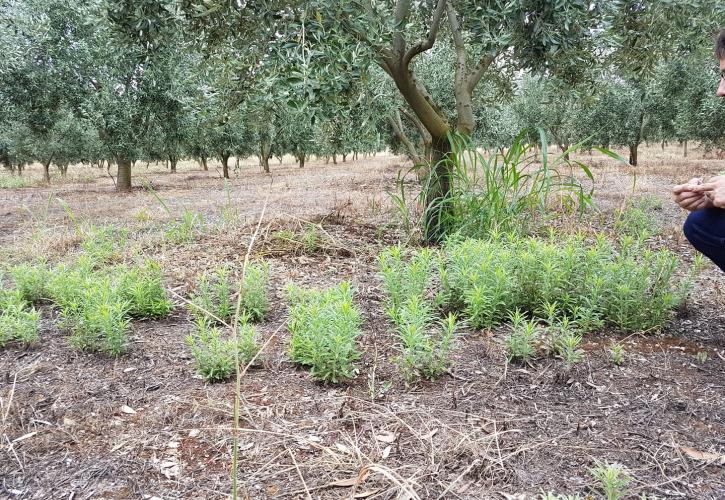 Η Γαλλία του Μακρόν βάζει πλάτη στη γλυφοσάτη, κόντρα στην πράσινη γεωργία!