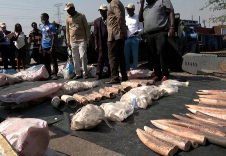 Νιγηρία: Οι αρχές κατέστρεψαν 2,5 τόνους χαυλιόδοντες αξίας 10 εκατ. ευρώ