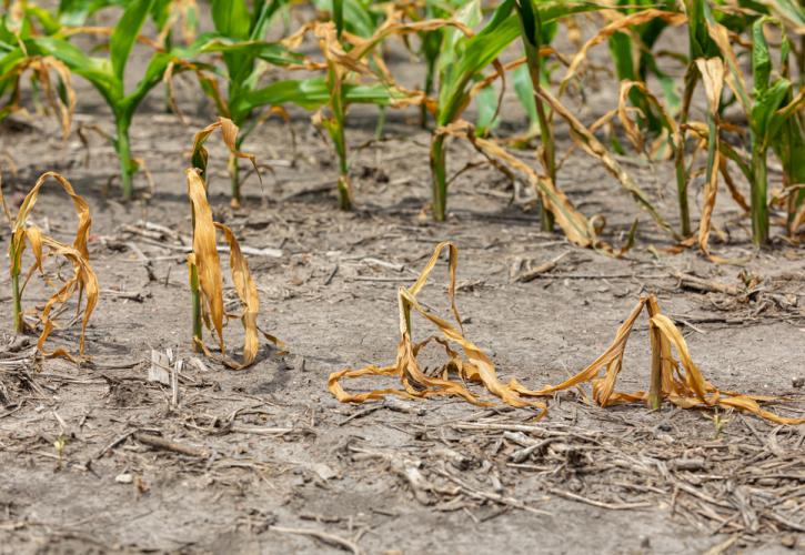 Γιατί η ξηρασία ανεβάζει τον πληθωρισμό τροφίμων;