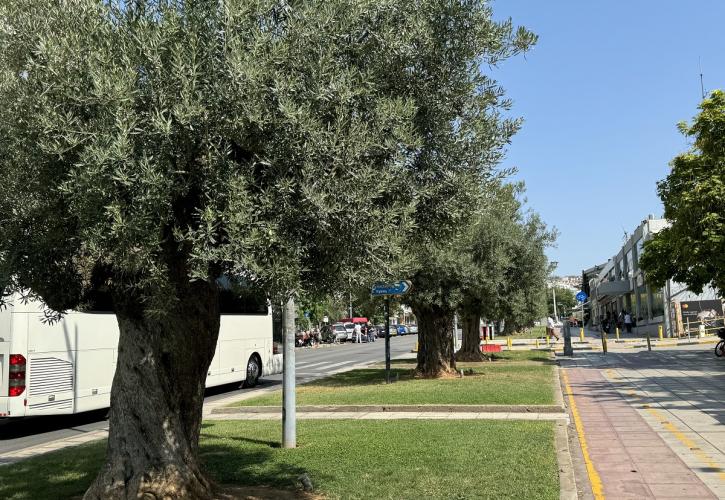Ο δήμος Θεσσαλονίκης μαζεύει ελιές και είναι έτοιμος να βγάλει βιολογικό λάδι