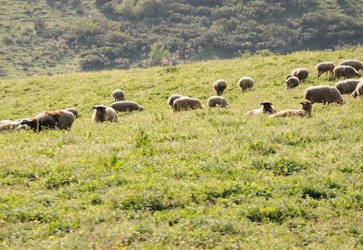 Τα βοσκοτόπια τρώνε κυβερνήσεις - Το αγαπημένο όργανο του Προέδρου Ανδρουλάκη - Τι προτείνει για μικρομεσαίους