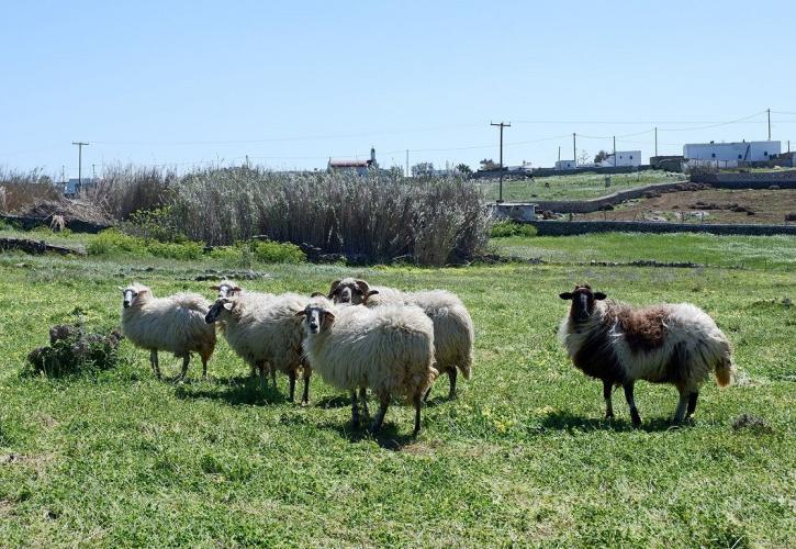 Επιχείρηση απαγκίστρωσης του επιτελικού από τα βοσκοτόπια με τις κομπίνες της Κρήτης
