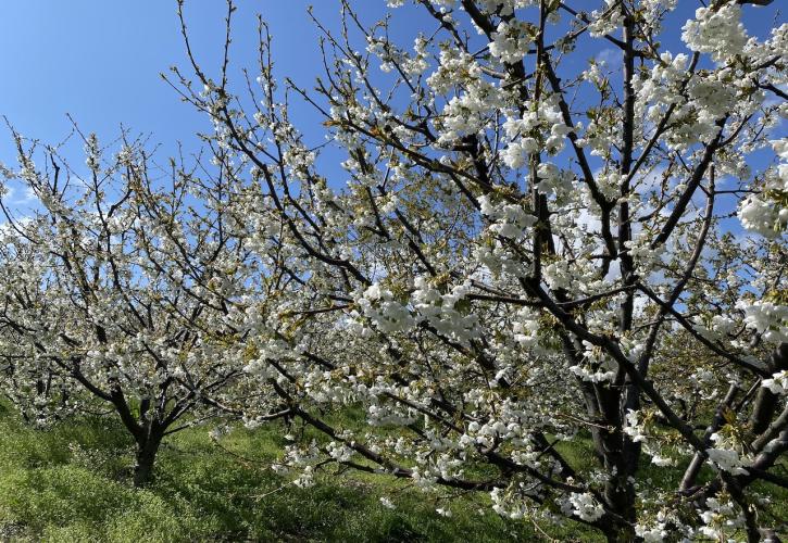 Ανθισμένες κερασιές Πιερίας: Τα sakura trees της Ελλάδας μάγεψαν τους επισκέπτες