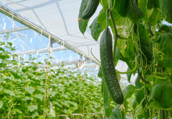 Πώς παράγονται 69 εκατομμύρια αγγούρια σε ένα θερμοκήπιο;