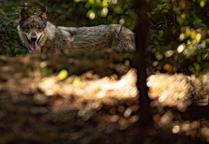 Πάρνηθα: Επιστημονικά αδόκιμη και πρακτικά ανέφικτη η απομάκρυνση των λύκων - Η γνωμοδότηση