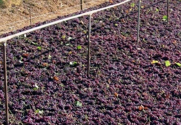 Kορινθιακή σταφίδα: Ενθαρρυντικές ενδείξεις για την εφετινή παραγωγή