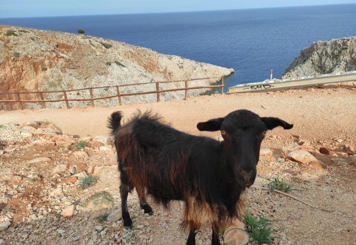 Βρέχει καλές ειδήσεις υπό τη σκιά του ΟΠΕΚΕΠΕ - Ερωτήματα μεταξύ κρητικών Προέδρων κομμάτων - Ανεβαίνει η Ζωή