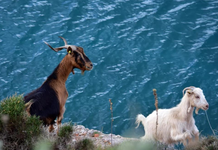 Πολιτικό σπριντ για τις εντυπώσεις, με ΟΠΕΚΕΠΕ - Τι λέει η Άννα για το παρών του ΠΑΣΟΚ