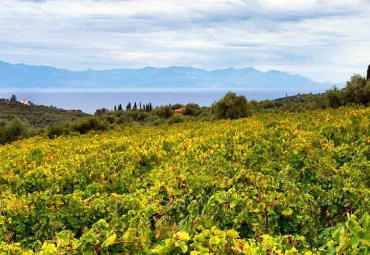 «Μνήμη και καρπός: η σταφίδα στη Μεσσηνιακή ιστορία» - Εκδήλωση από Αναπτυξιακή Μεσσηνίας