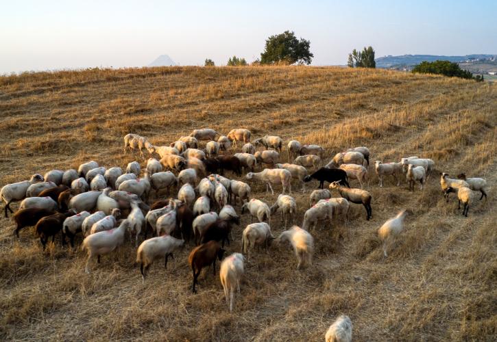 Ευλογιά των προβάτων: 8 ερωταπαντήσεις από το ΥΠΑΑΤ - Τι πρέπει να κάνουν οι κτηνοτρόφοι
