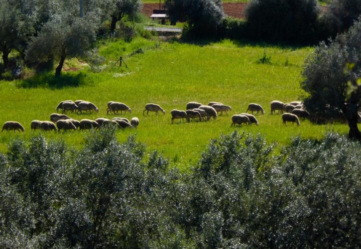 Τα νούμερα των απολεσθέντων ζώων από ευλογιά σοκάρουν, αλλά δεν είναι ακριβώς εκεί το πρόβλημα...