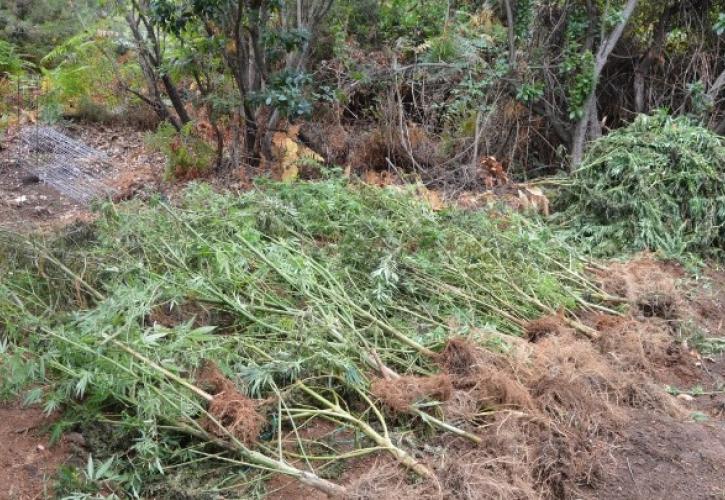 Μία σύλληψη για καλλιέργεια δενδρυλλίων κάνναβης στην Κατερίνη