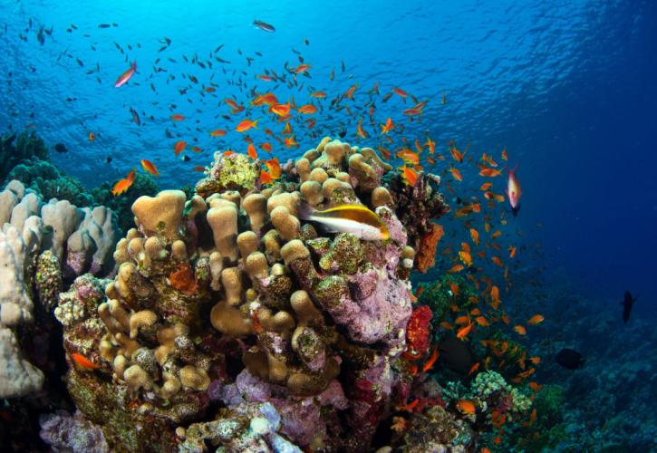 Κλίμα: Σχεδόν μη αναστρέψιμη πλέον η καταστροφή των κοραλλιογενών υφάλων, σύμφωνα με έρευνα