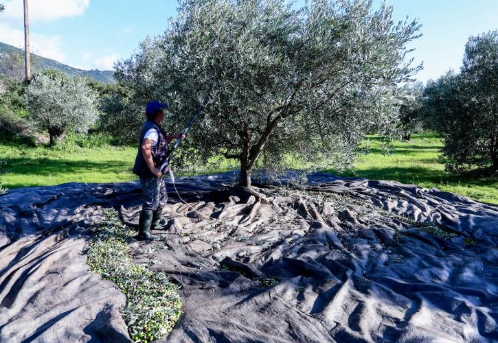 Ελαιόλαδο: Γιατί αναβλήθηκαν οι δηλώσεις συγκομιδής - Πότε ανοίγει το Μητρώο