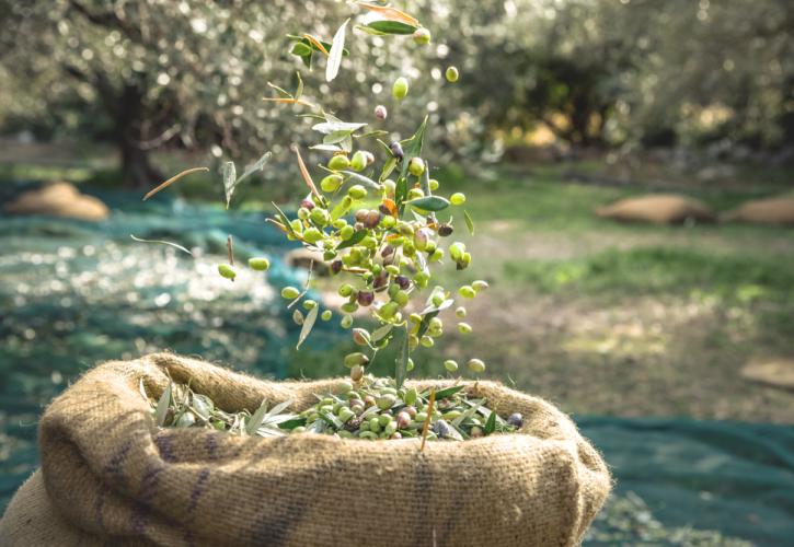 Οι αλλοδαποί υψηλό μεροκάματο, οι Έλληνες καφενείο: Ποιος θα μαζέψει τις ελιές;